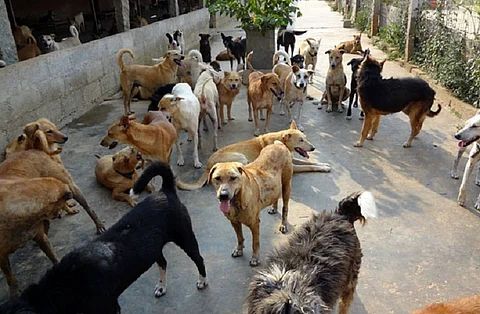 Supreme Court Orders Immediate Relocation of All Stray Dogs in Delhi-NCR to Shelters 1 Supreme Court Orders Immediate Relocation of All Stray Dogs