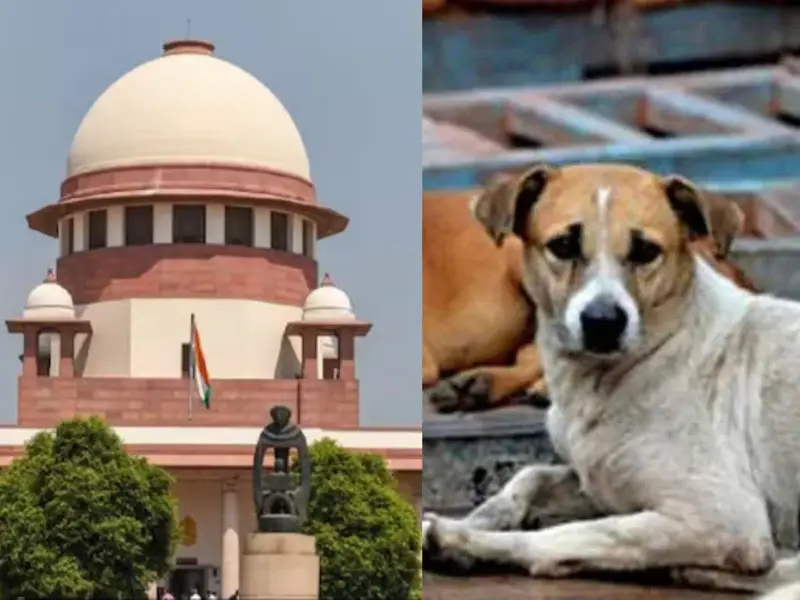 Supreme Court Modifies Stray Dog Order for Delhi, Allows Release After Vaccination 1 Stray Dogs in Delhi to Be Released After Vaccination.