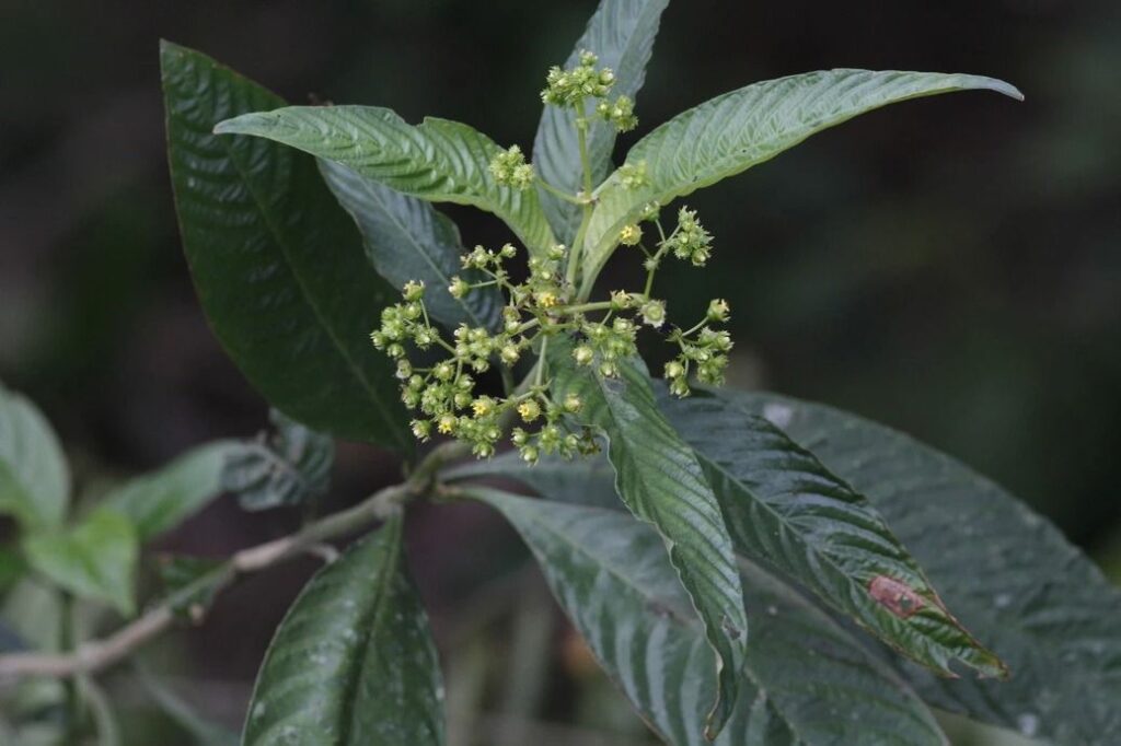 Botanical Breakthrough: Rare Mycetia malayana Spotted in Tripura’s Kanchanpur 1 Rare Mycetia malayana Spotted in Tripura’s Kanchanpur