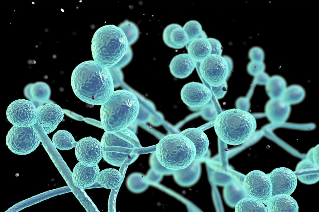 ICMR Breakthrough: New Approach to Defeat Deadly Fungal Infections 1 ICMR Breakthrough: New Approach to Defeat Deadly Fungal Infections