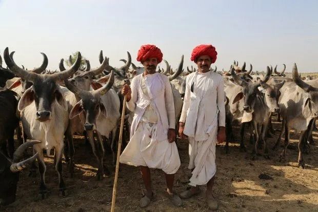 Amit Shah: 20 percent Income Boost Plan for Cattle Rearers Announced 1 Amit Shah: 20 percent Income Boost Plan for Cattle Rearers Announced