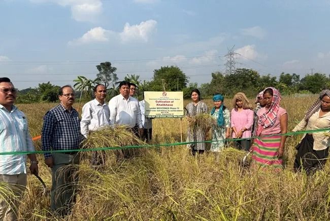Tripura Begins Harvesting Organic Black Rice Seeds