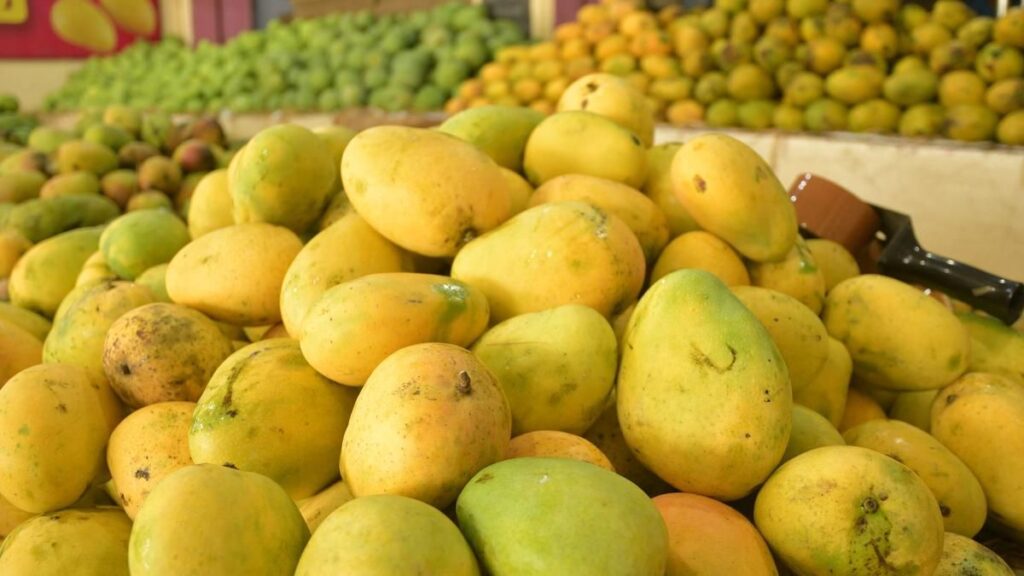 Health Alert: Artificially Ripened Mangoes Raise Food Safety Concerns Across Tripura 1 Health Alert Artificially Ripened Mangoes Raise Food Safety Concerns Across Tripura