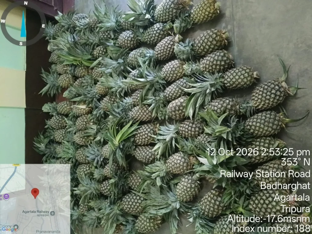 Tripura’s Organic Queen Pineapples Reach Delhi and Guwahati Markets Under MOVCDNER 1 pineapple 1