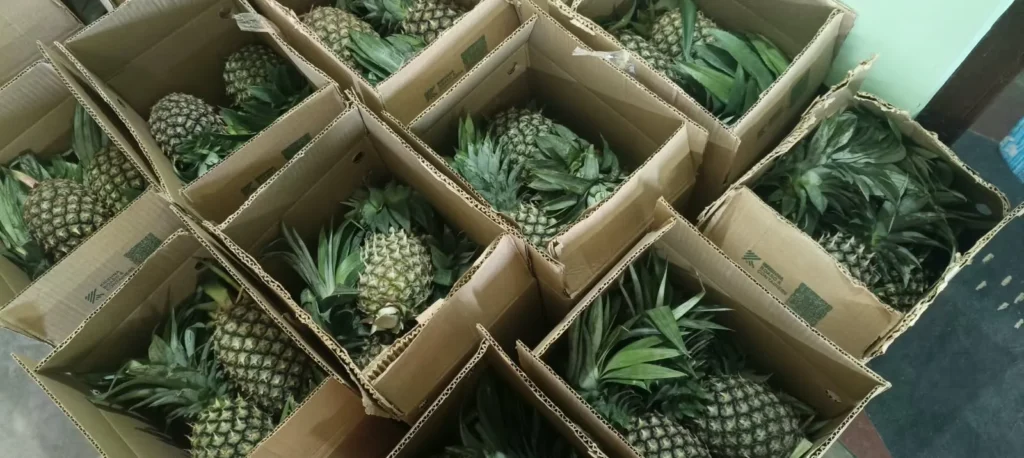 Tripura’s Organic Queen Pineapples Reach Delhi and Guwahati Markets Under MOVCDNER 2 pineapple 2