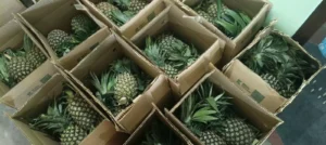 Queen Pineapple